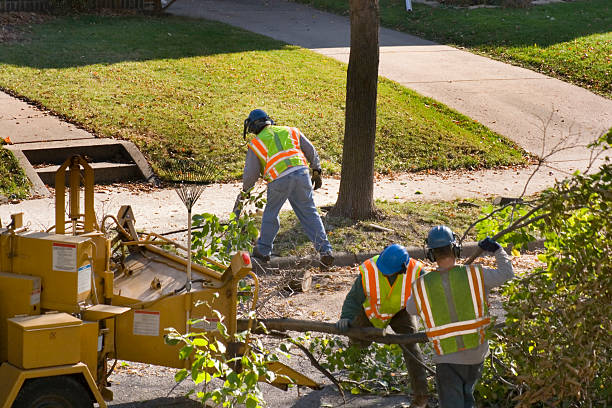 Trusted Edwards, CO Tree Services Experts