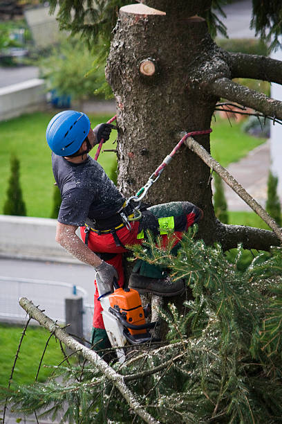 Best Tree Health Inspection  in Edwards, CO