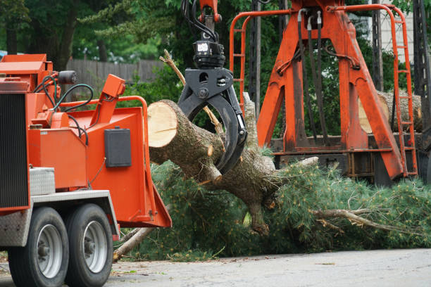 Best Storm Damage Tree Cleanup  in Edwards, CO